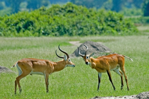 Safari économique de 3 jours dans le parc national de la Reine Elizabeth