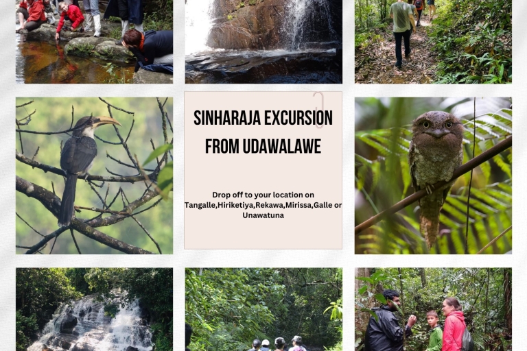 Von Udawalawe: Sinharaja Regenwald Private Tagestour