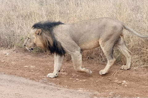 Nairobi National Park Tour:Free airport pick up and drop off