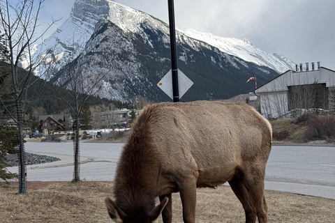 Lake Louise pick-up : Lake Louise & Moraine Lake Half Day