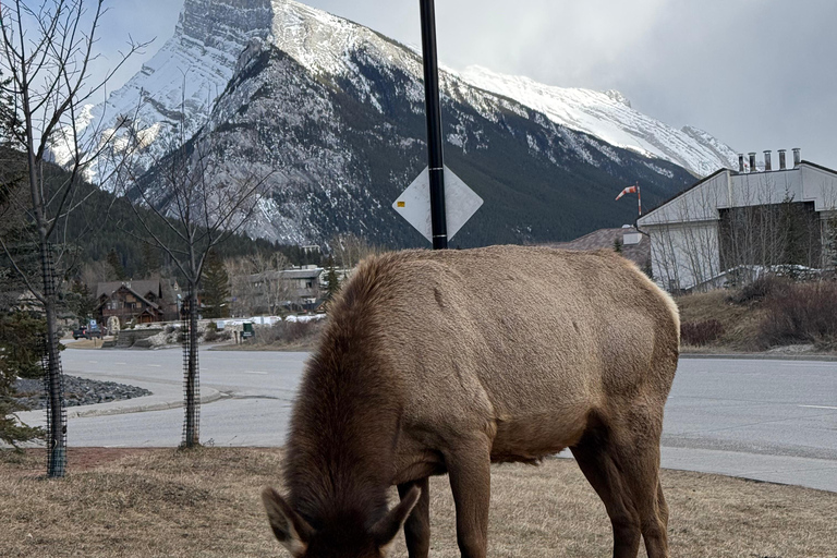 Lake Louise pick-up : Lake Louise & Moraine Lake Half Day