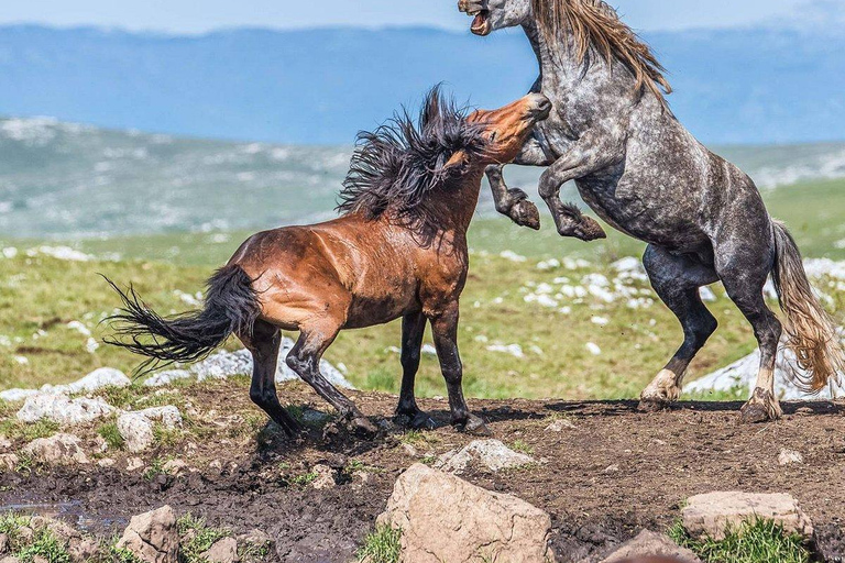 Livno: Guided Wild Horses Tour with Local Aperitif
