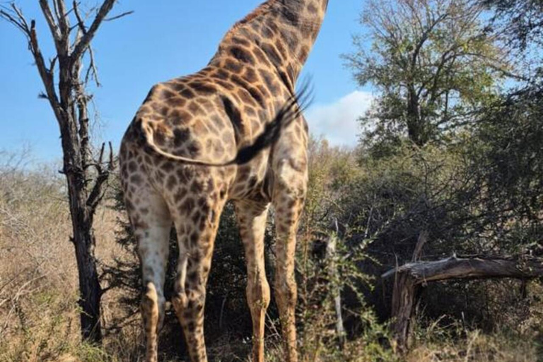 From Maputo: 2-Day Kruger National Park Safari