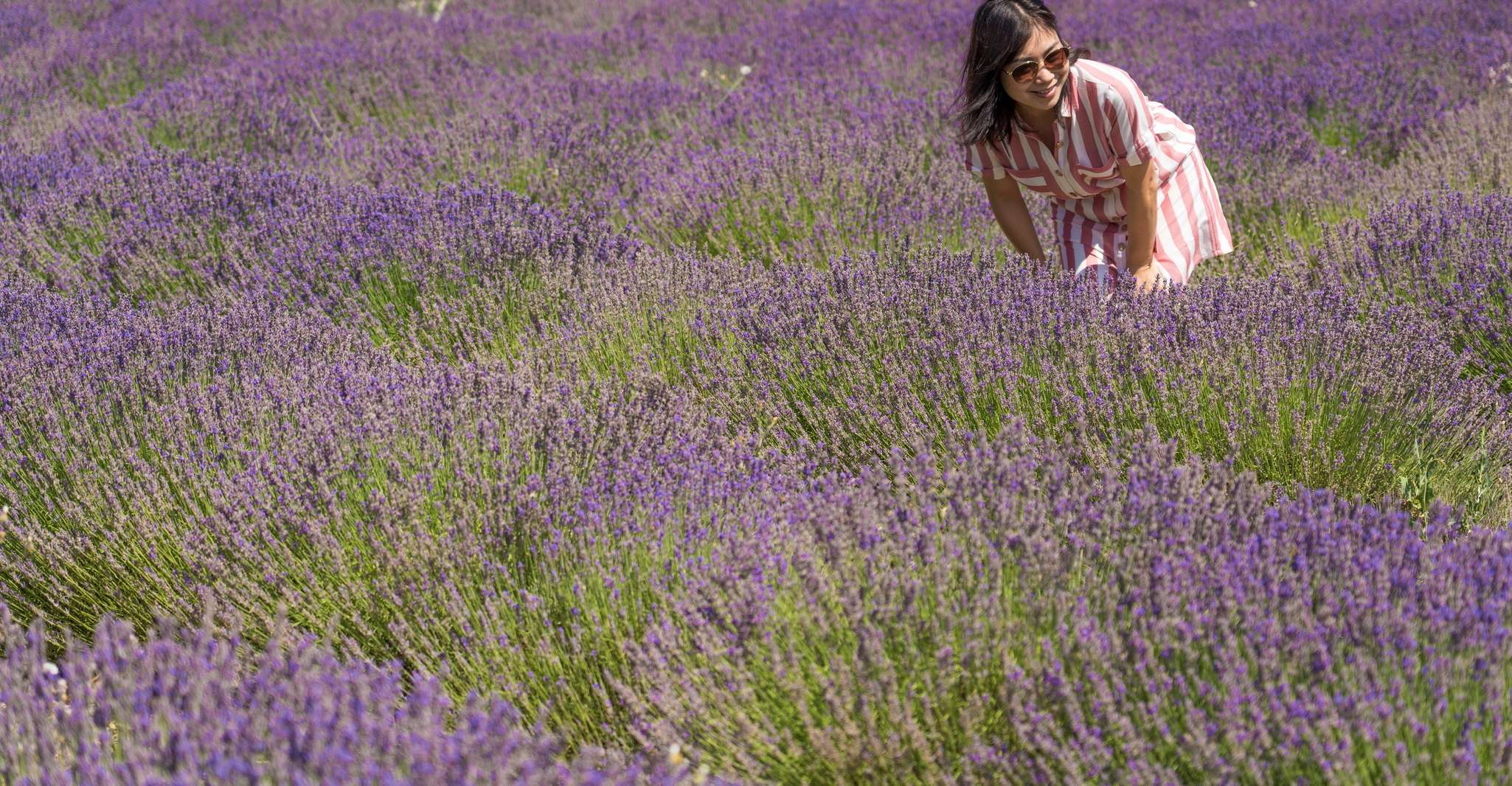 From Avignon, Lavender Tour to Sault - Housity