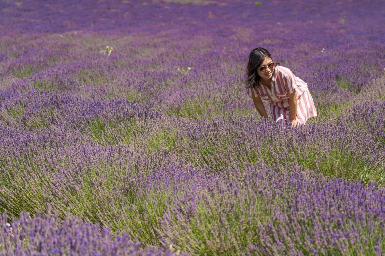 Lavender Fields: Half-Day Sault Tour from Avignon Lavender Fields: Half-Day Sault Morning Tour from Avignon
