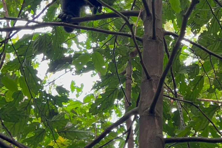 1 Daagse Oegandese Gorilla trektocht vanuit Kigali, Rwanda