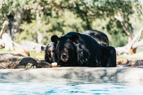 Alpino: Leones Tigres y Osos - Experiencia de alimentación en el santuario