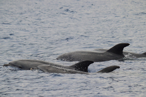 Funchal : Garantie d&#039;observation des dauphins sauvages et des baleines en bateau pneumatiqueDauphins et baleines en bateau pneumatique