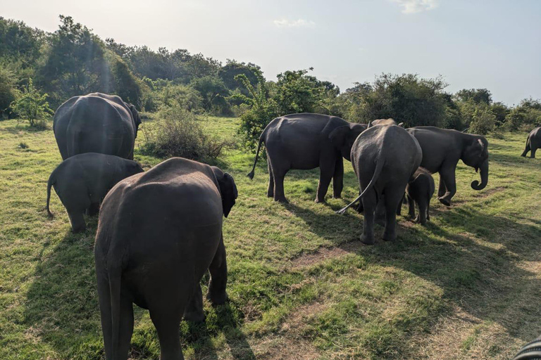 Kandy: Pidurangala Rock, Ritigala & Kaudulla Safari Tour