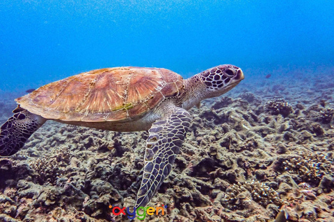 Koh Tao in a Day: Turtles, Hidden Reefs & Nangyuan Viewpoint