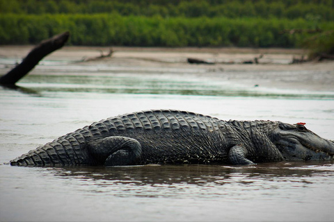 Da Cusco: 5 giorni di esplorazione e connessione nella Zona Riservata del ManuDa Cusco: 5 giorni di esplorazione e connessione nella Zona Riservata di Manu