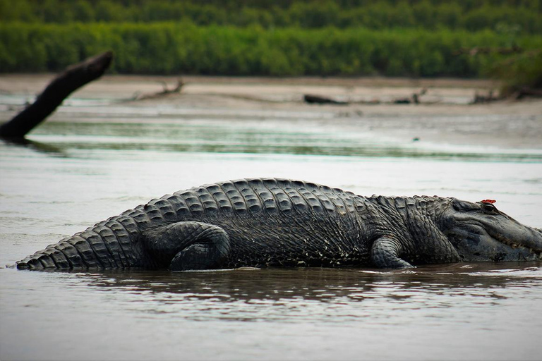 Da Cusco: 5 giorni di esplorazione e connessione nella Zona Riservata del ManuDa Cusco: 5 giorni di esplorazione e connessione nella Zona Riservata di Manu
