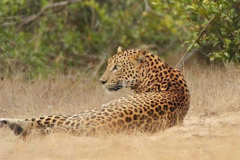 Wilpattu Safari With High-Probability Leopard Tracking Tour