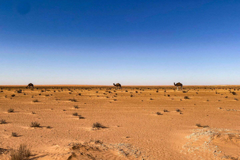 Zuid-Tunesië: Omarm de sereniteit van de woestijn 4 dagenVanuit Tunis: 4-daagse woestijntocht