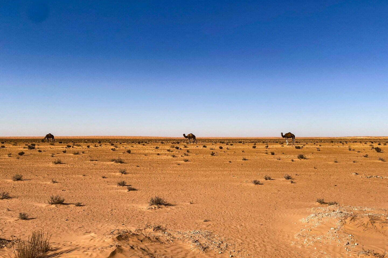 Zuid-Tunesië: Omarm de sereniteit van de woestijn 4 dagenVanuit Tunis: 4-daagse woestijntocht