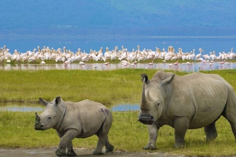Nairobi: Nakuru National Park und Lake Naivasha TagestourNakuru National Park & Lake Naivasha Tagestour mit Gebühren