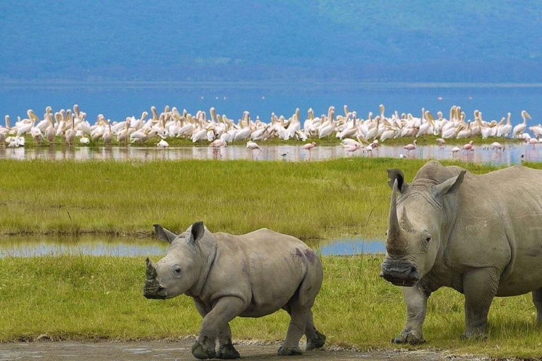 Nairobi: tour di un giorno del Parco Nazionale di Nakuru e del Lago NaivashaTour giornaliero del Parco Nazionale Nakuru e del Lago Naivasha a pagamento