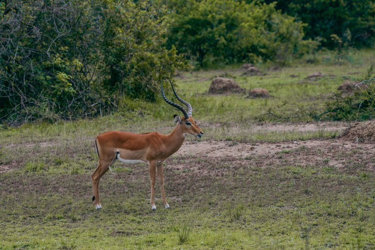 Kigali: Akagera National Park Safari with Boat Cruise