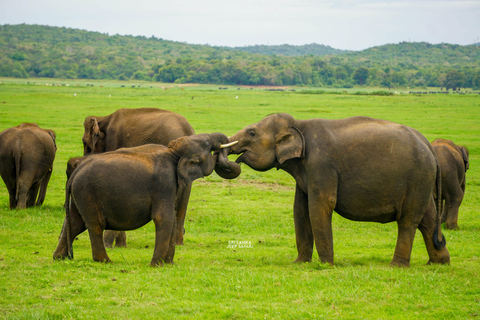 Kaudulla: Safari en elefante al atardecer con vistas impresionantes