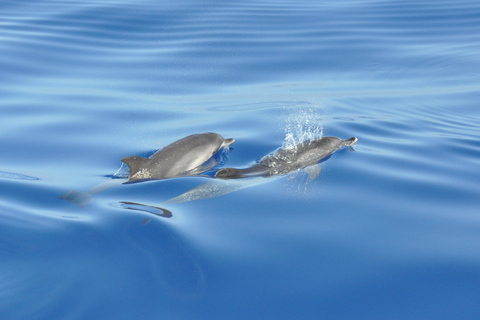 Funchal: Private Catamaran Tour - With Open Bar & Snacks Sunset Tour with Snorkeling & Paddleboarding/ Max 18 people