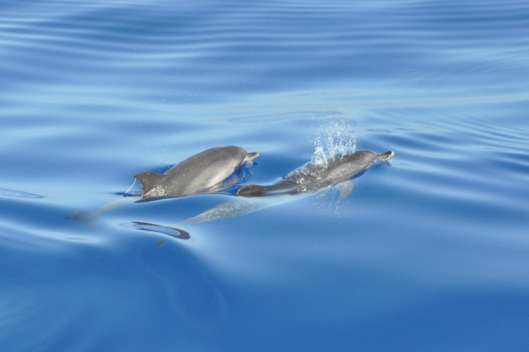 Funchal: Private Catamaran Tour - With Open Bar & Snacks Sunset Tour with Snorkeling & Paddleboarding/ Max 18 people