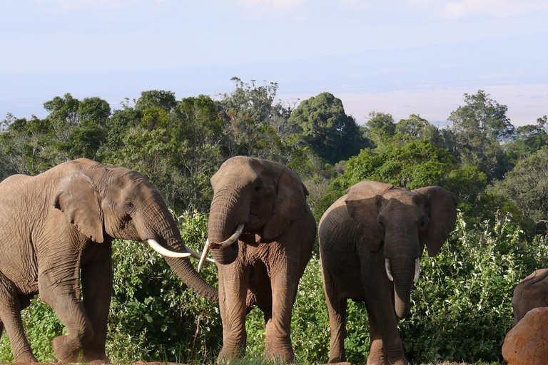 Entdecke Aberdare: Big 5, Wasserfälle und Camping in der Wildnis