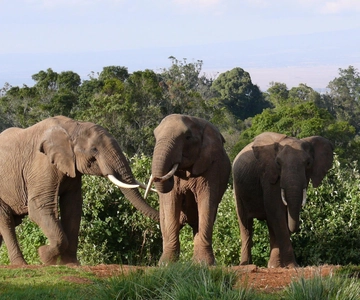 Explore Aberdare:See Big 5, Waterfalls & Camping in the wild