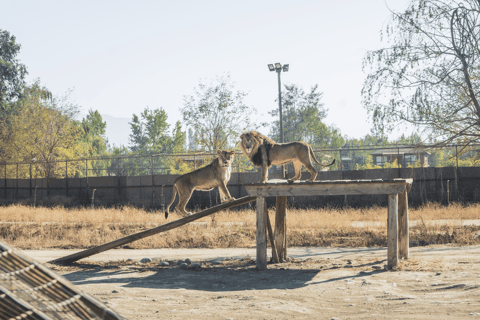 From Santiago: Rancagua Safari Park Zoo