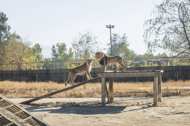 From Santiago: Rancagua Safari Park Zoo