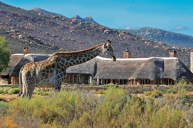 Från Kapstaden: Aquila Game Reserve safaritur med lunch