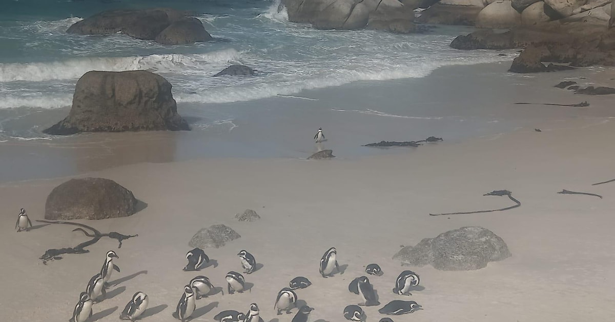 Cape Town: Penguin Watching at Boulders Beach Half Day Tour | GetYourGuide