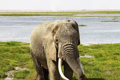 From Nairobi: Amboseli National Park Day Trip & Game Drive