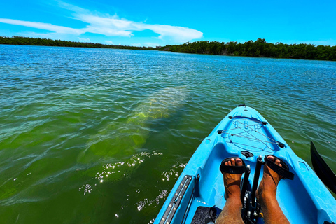 Bonita Springs: Kayak Tour with Manatees, Dolphins Sightings