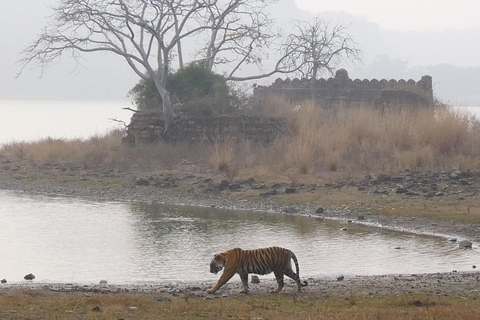 Jaipur: Ranthambhore Tiger Safari Day Trip