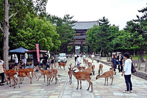 Entdecke Nara, Kiyozumi-dera &amp; Fushimi Inari von Osaka aus