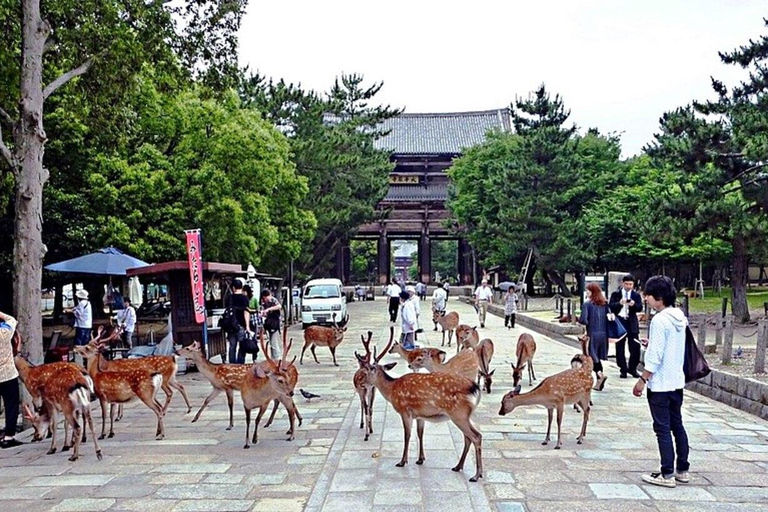 Entdecke Nara, Kiyozumi-dera &amp; Fushimi Inari von Osaka aus