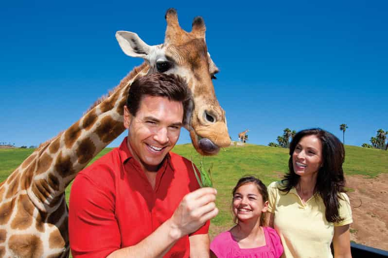 groupon san diego safari park