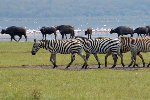 Nairobi: Lake Nakuru Kleingruppe und optionale Bootsfahrt