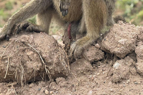 Tsavo East: Private Safari with Lunch and Transfers