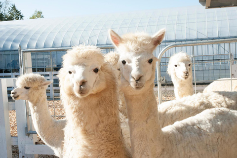 Furano & Biei Day Tour with Lavender Pillow-Making option Buffet Lunch included