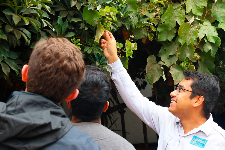 Local wine tasting in Lima