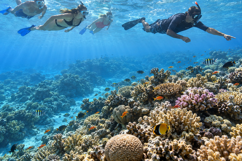 Marsa Alam: Sataya Dolphin House Snorkeling Trip with Lunch