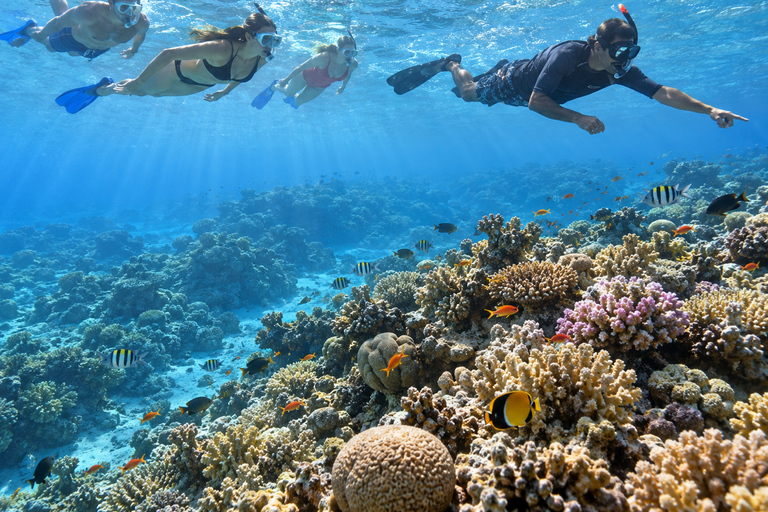 Marsa Alam: Sataya Dolphin House Snorkeling Trip with Lunch