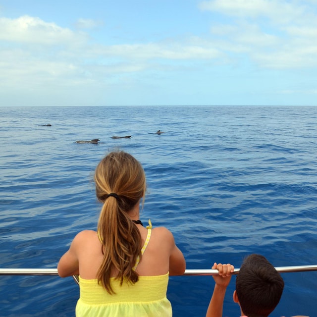 Tenerife: Whale Watching Cruise & Swim from Los Cristianos