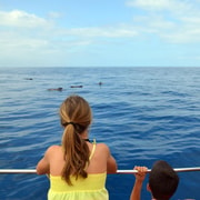 Teneriffa: Whale Watching & Schwimmen ab Los Cristianos