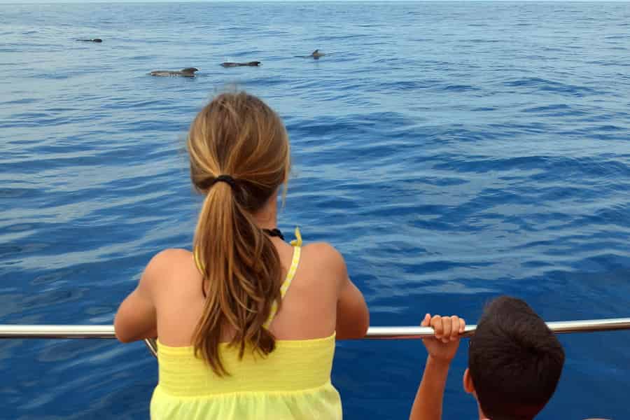 Teneriffa: Wal- und Delfinbeobachtung mit Schwimmstopp. Foto: GetYourGuide