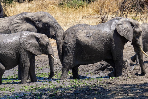 1 NOCHE Y 2 DÍAS EN EL PARQUE NACIONAL DE TARANGIRE Y EL LAGO MANYARA