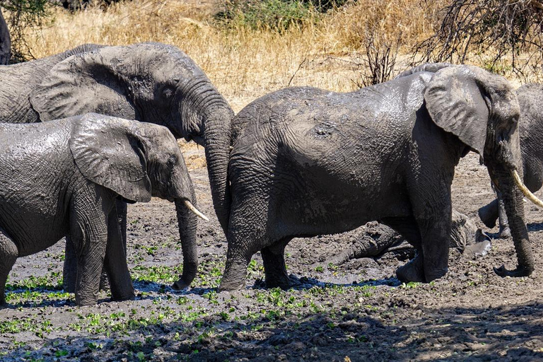 1 NOCHE Y 2 DÍAS EN EL PARQUE NACIONAL DE TARANGIRE Y EL LAGO MANYARA