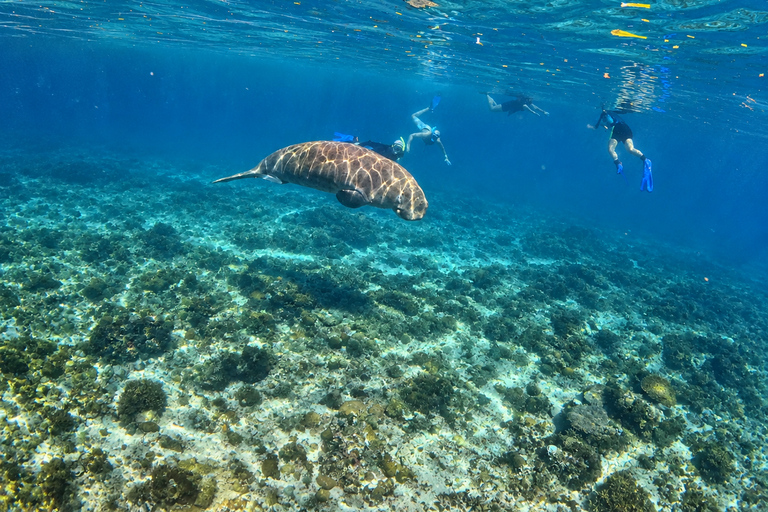 Coron: Dugong and Turtle Watching Tour w/ Lunch & Transfers