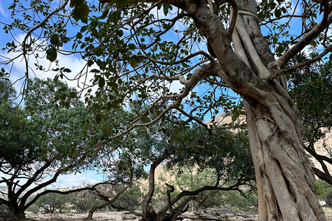 Salalah: Wadi Derbat, Jabal Samhan &amp; Sinkhole Privat tur